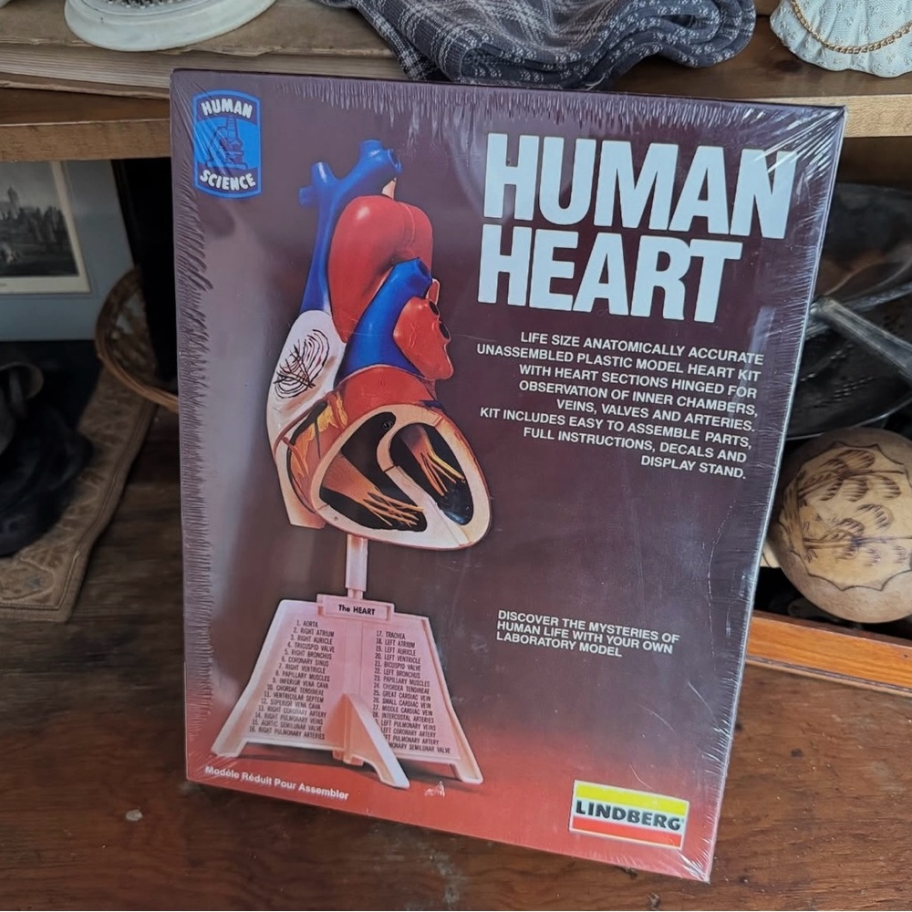 Lindberg Human Heart Model Kit